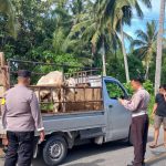 Cegah Penularan PMK, Polres Bone Bolango Jaga Perbatasan Gorontalo – Sulut